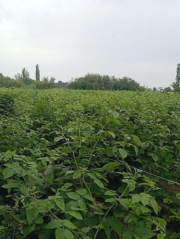 марс: Участок сатылат сокулукта 6 сотых. 108$ баасы — 4