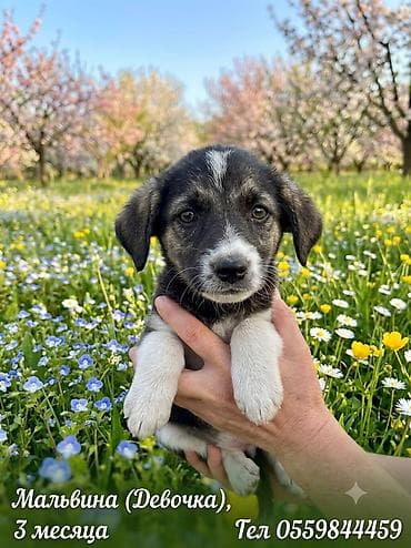 scottish fold: 4 месяца, Самка — 9