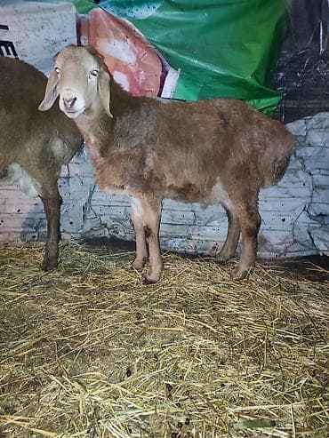 уй животных: Продаю | Овца (самка) | Для разведения | Ярка — 3