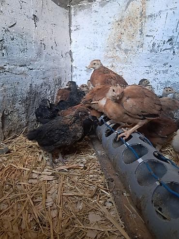 куры в токмоке: Продаю | Цыплята | Домашняя | Для разведения — 4