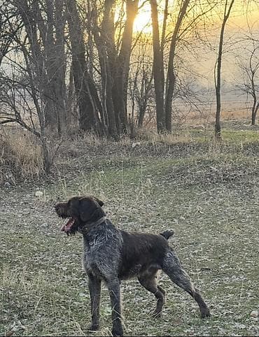 собаки бишкек: ВЯЗКА ВЯЗКА Читайте Внимательно !!! Предлагается Кабель Породы — 4