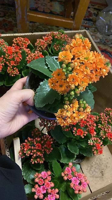 цветка диффенбахию: Свежие цветы и комнатные растения - Срезанные тюльпаны разных — 10