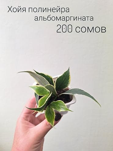 спринклеры: 🌿 Комнатные цветы (укоренённые черенки/молодые растения/взрослые — 7