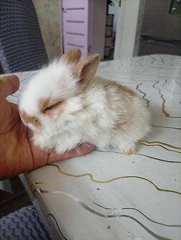 маленькие кролики: Мини-крольчонок декоративный - Порода: карликовый (пушистый тип — 10