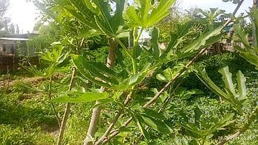 семена перес: Саженцы инжира (Ficus carica) - Вид: листопадный плодовый — 8