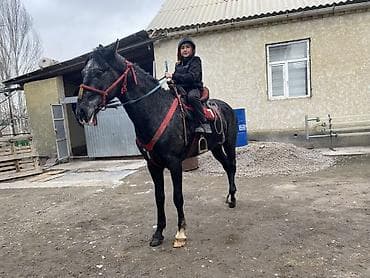 Аквариумдар: Сатам | Тай | Көбөйтүү үчүн — 9