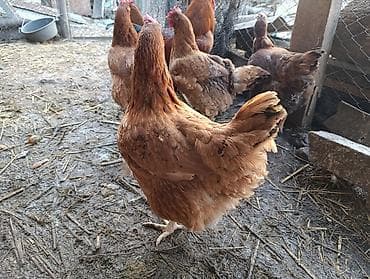 Башка жаныбарлар: Корейский тоджон чистые крупные семья — 10