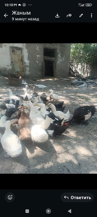 альфа стаф: Парода пикинский өрдөк баасы 800 сом 3 айлык — 3