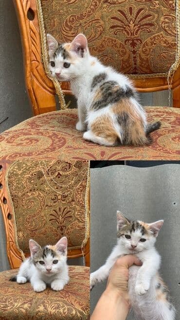 скоттиш фолд шотландская вислоухая кошка: Скотиш Страйт (Шотландиялык тик кулактуу), 2 айлык, Эркек, Биколор, Эмделген, Аргын, Лотокко барууга үйрөтүлгөн — 4