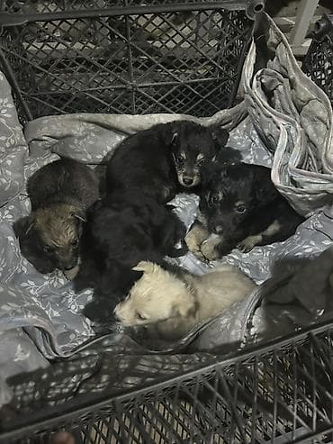 2жаш кунан: Щенки, помёт из 5 малышей разной окраски: - черные и черно-подпалые - — 5