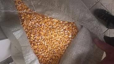 баран живой: Кукуруза около 15 тон продаю Кукуруза кормовая (зерно), фасованная в — 1