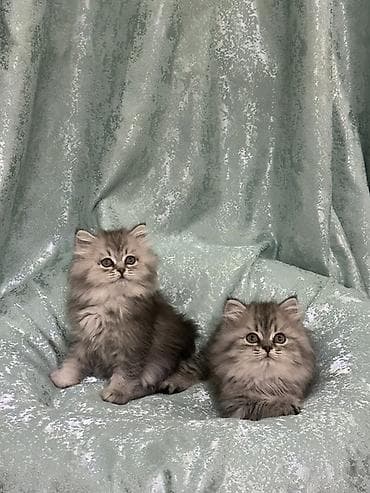 котики в оше: Продаются породистые котята шотландские, серебристая шиншилла. Окрас — 1