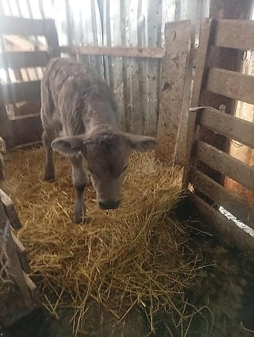 голштинская порода: Продаю | Тёлка | На откорм — 4