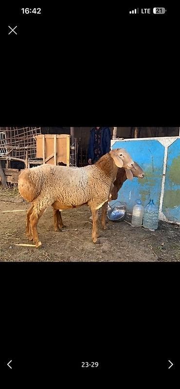 кавказкий овчарка: Продаю | Овца (самка), Ягненок, Баран (самец) | Арашан | Для разведения | Матка, Ярка, Ягнившаяся — 2