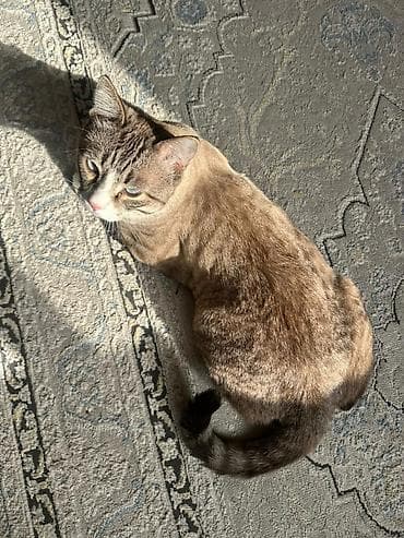 сиамская ориентальная кошка: Кот с голубыми глазами, короткошёрстный, с бежево‑серебристым окрасом — 1