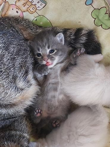 Отдам даром кошку: Котята, помет из 3 малышей. полукровки у одной уши как у мамы вислые — 3
