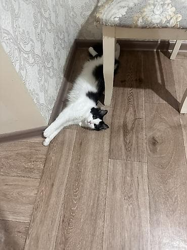 бекер мышык: 10 айлык, Эркек, Биколор, Лотокко барууга үйрөтүлгөн — 2