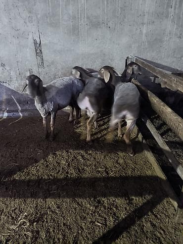 Сатам | Ургаачы кой (ургаачы) | Көбөйтүү үчүн | Токту — 7