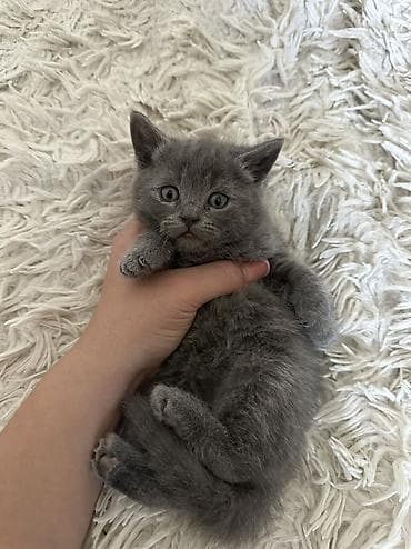 голубая вислоухая кошка: Британская короткошёрстная, 2 месяца, Девочка, Серый, Приучена к лотку — 3