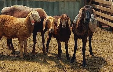 уй музо: Продаю | Овца (самка), Ягненок, Баран (самец) | Арашан | Для разведения | Племенные, Осеменитель, Матка — 7