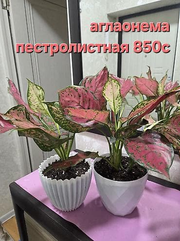 Антуриумы: Антуриум (Anthurium andreanum) в декоративном горшке - Сорт с — 10