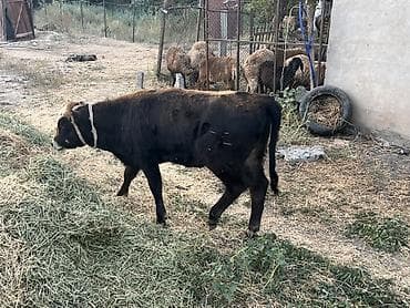голова корова: Продаю | Корова (самка) | Привязанные — 5