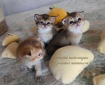 Скотиш Фолд (Шотландская вислоухая), 1 месяц, Девочка, Золотая шиншилла, Проглистована