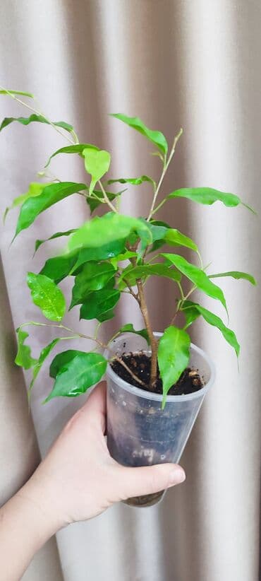 семена павловния купить в бишкеке: Зефирантес розовый 150 сом (3-4 луковицы в стакане) - ул.7 апреля 2/7 — 8