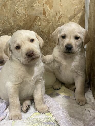 Лабрадор-ретривер, 2 месяца, Самка, С прививкой