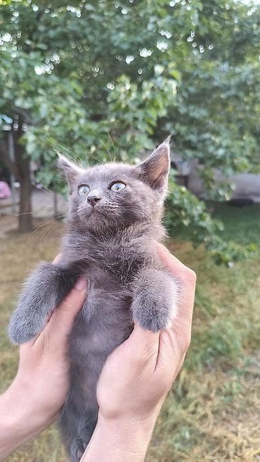 Үй жаныбарлары: Скотиш Страйт (Шотландиялык тик кулактуу), 2 айлык, Эркек, Көгүлтүр, Лотокко барууга үйрөтүлгөн, Курттардан тазаланган — 4