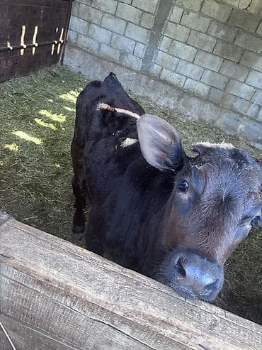 тор рыба: Продаю | Музоо, торпок | Голштин, Швицкая | На откорм, Для разведения | Искусственник — 3