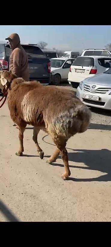 уй кой: Продаю | Баран (самец) | Для разведения | Осеменитель — 6