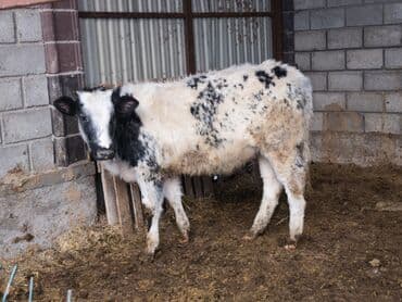 сазан живой: Продаю | Бык (самец), Тёлка | Швицкая, Бельгийская, Монбельярд | На откорм, Для разведения, Для молока | Племенные, Искусственник — 2