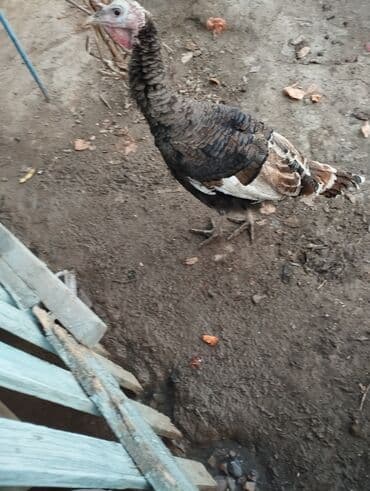 продаю дом иссык куле: Номер, 2500 ЦО Фонтан, Балыкчы, Бильярд — 2