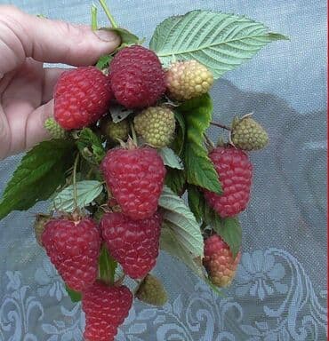 семена комнатных цветов в бишкеке: Малина эндрасадира, Виолетта, Вайолет паланез, полька, палана — 1