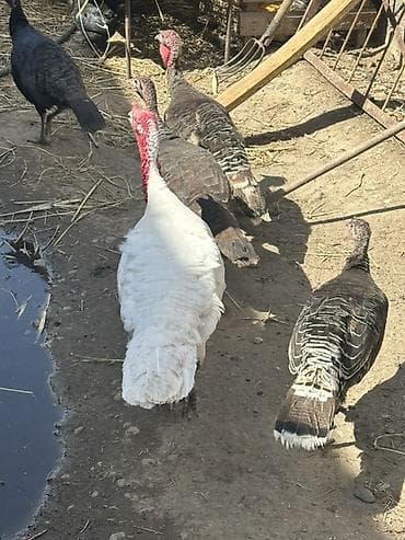 несушки оптом: Продаю | Индюк (самец), Индюшка (самка) | Северокавказская, Черный принц | Для разведения | Племенные — 3