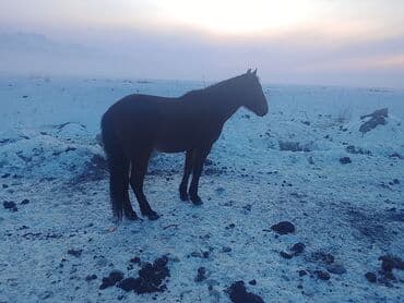 Аквариумы: Продаю | Жеребенок | Рабочий — 4