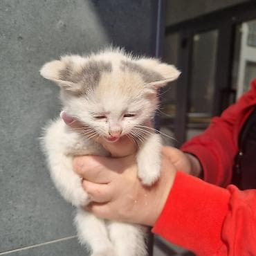 белый хомяк: Очаровательные котята, короткошёрстные, с плюшевой мягкой шерстью и — 5