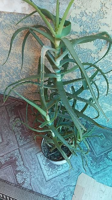 Алоэ древовидное (Aloe arborescens) в Белаводск . 7 лет растили - — 3