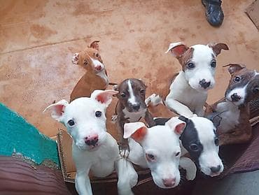 Продаются щенки питбуля 2 месяца