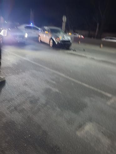 тайган собаки: Кане-корсо, 2 жаш, Ургаачы — 1