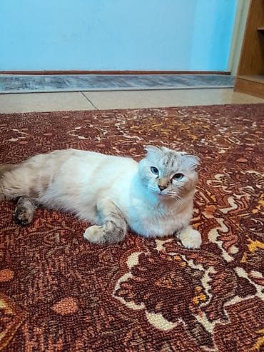 Ветеринар кызматы: Шотландская вислоухая кошка Красивая и ласковая кошка с голубыми — 1