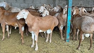 Аквариумдар: Сатам | Ургаачы кой (ургаачы) | Көбөйтүү үчүн | Асыл тукумдуу — 1