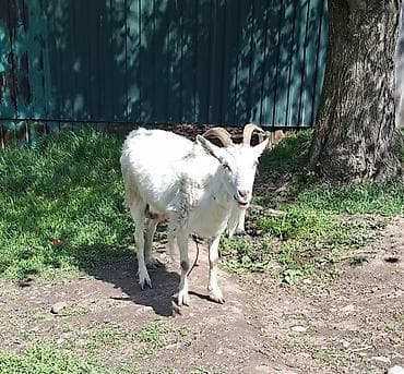 купить ослика: Продаю | Коза (самка) | Для молока — 1