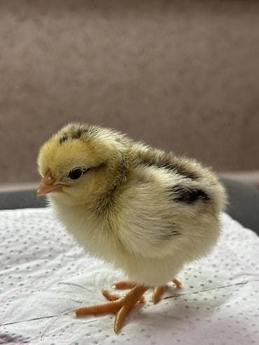 рыба для аквариума: Продаю | Цыплята | Домашняя | Для разведения — 5