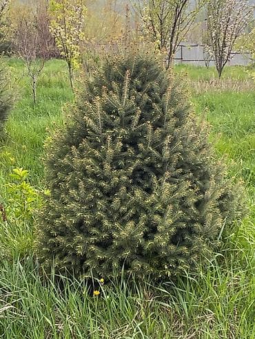 лимонное дерево купить: Ель колючая (Picea pungens) для озеленения участка - Породистые — 4