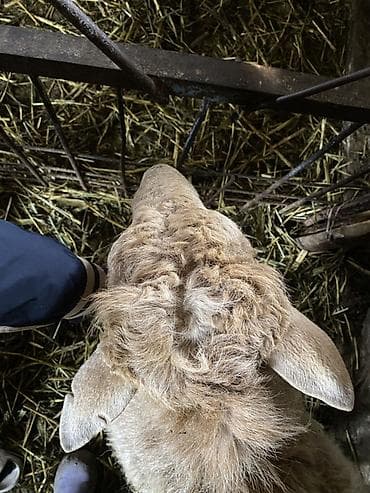 А/ч жаныбарларын сатам: Сатам | Ургаачы кой (ургаачы) | Көбөйтүү үчүн | Токту — 4