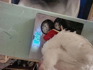 ат сатам: Сатам | Балапандар | Бройлер | Союуга — 4