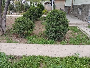 самшиты круглые: Цена от 2000 до 10000 сомов. г. Бишкек, жилой массив Кок-Жар. Торг — 4