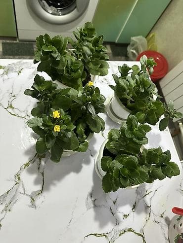 каланхоя: Каланхоэ цена 250 сом за горшок.В горшке по 3-5 ростков.Самовывоз - — 3